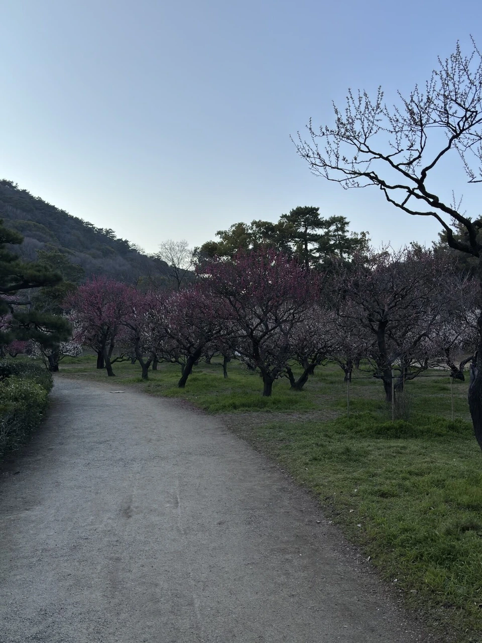 3月の夕方の栗林公園の梅林。左に小道が続き、濃いピンクの梅の木が並ぶ。奥に紫雲山