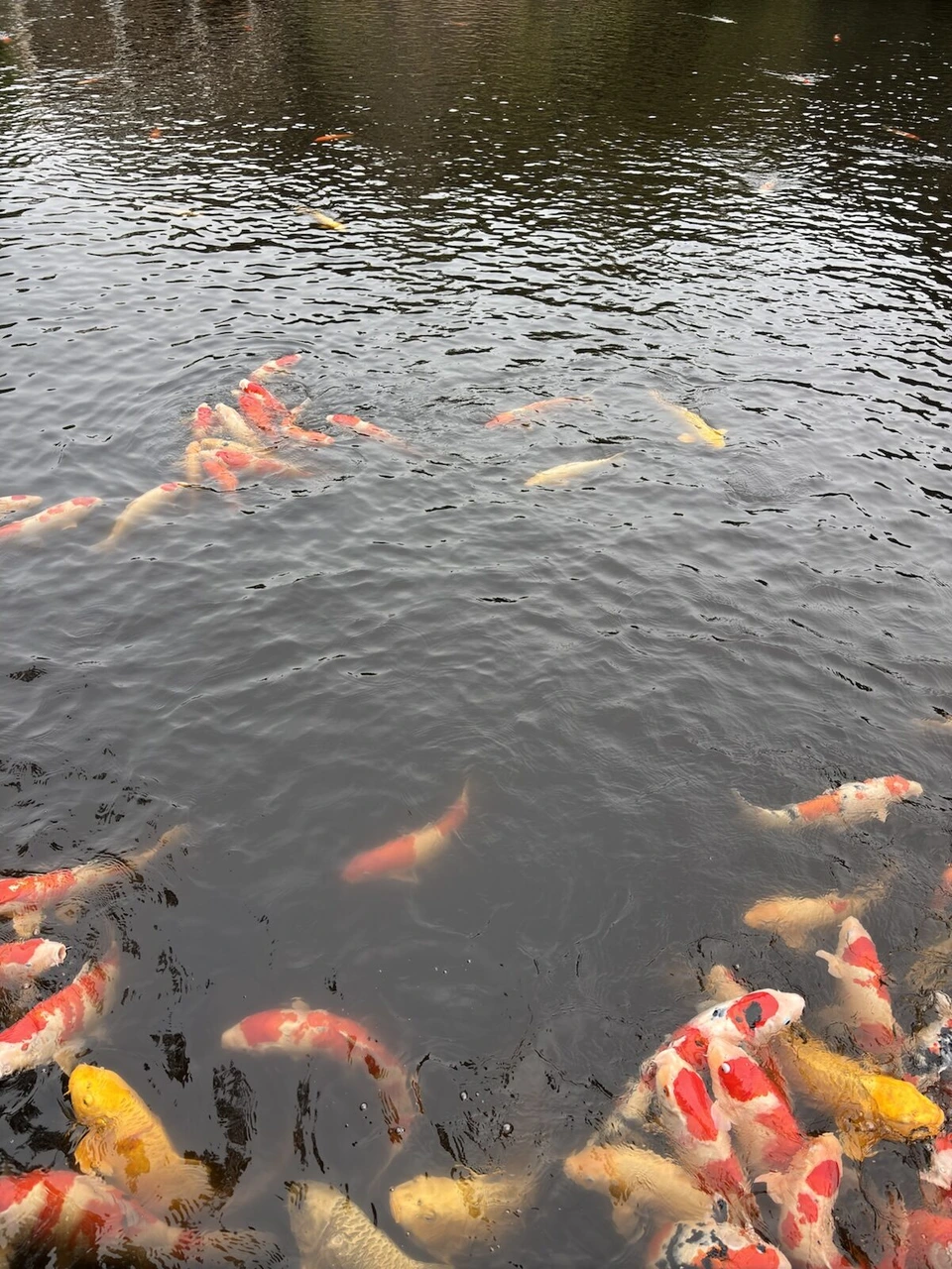 栗林公園の南湖の岸に集まってくる赤や白、黄色の鯉