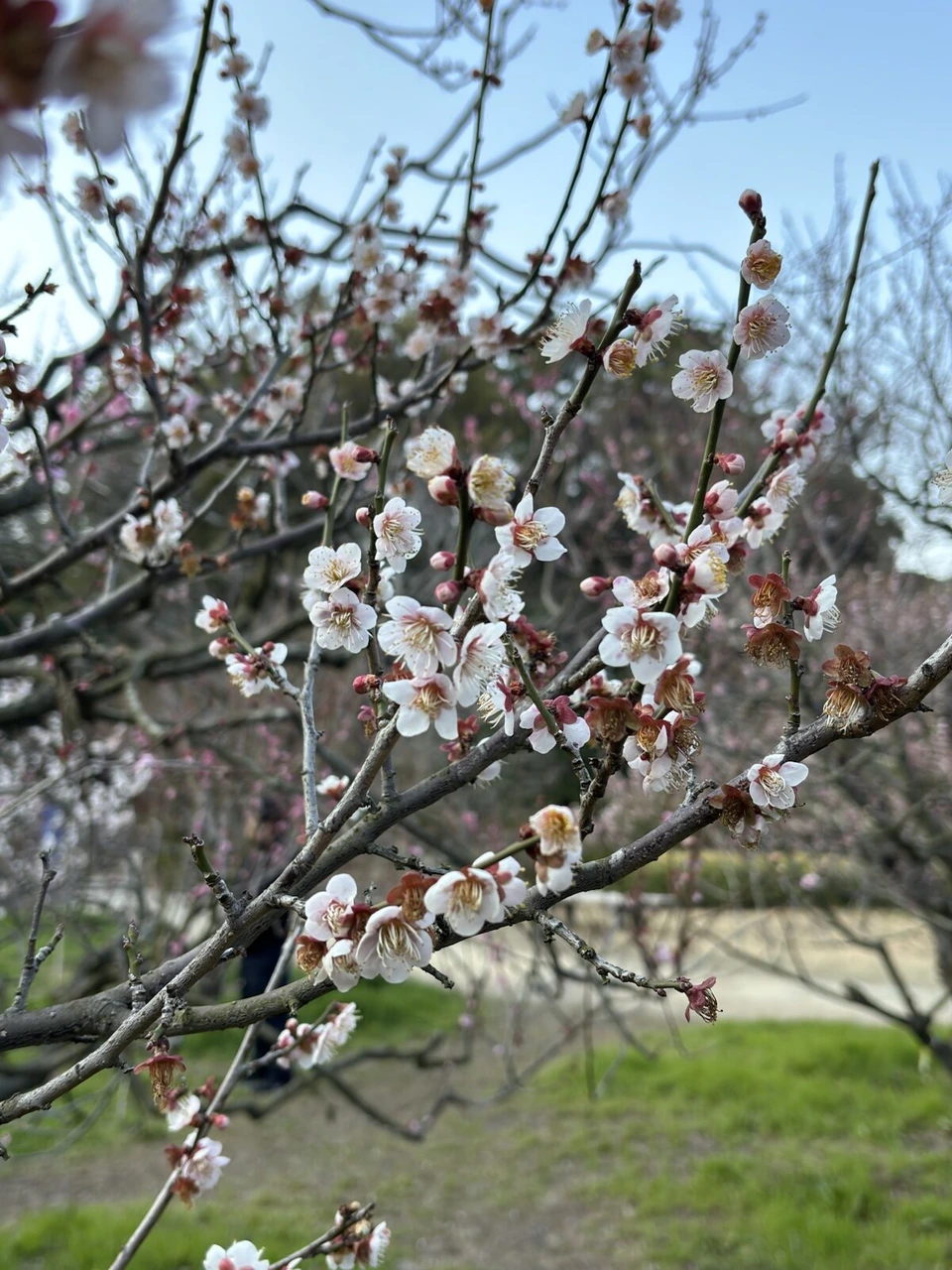 白に近い淡いピンクの梅の花のアップ。小さなつぼみも付いている