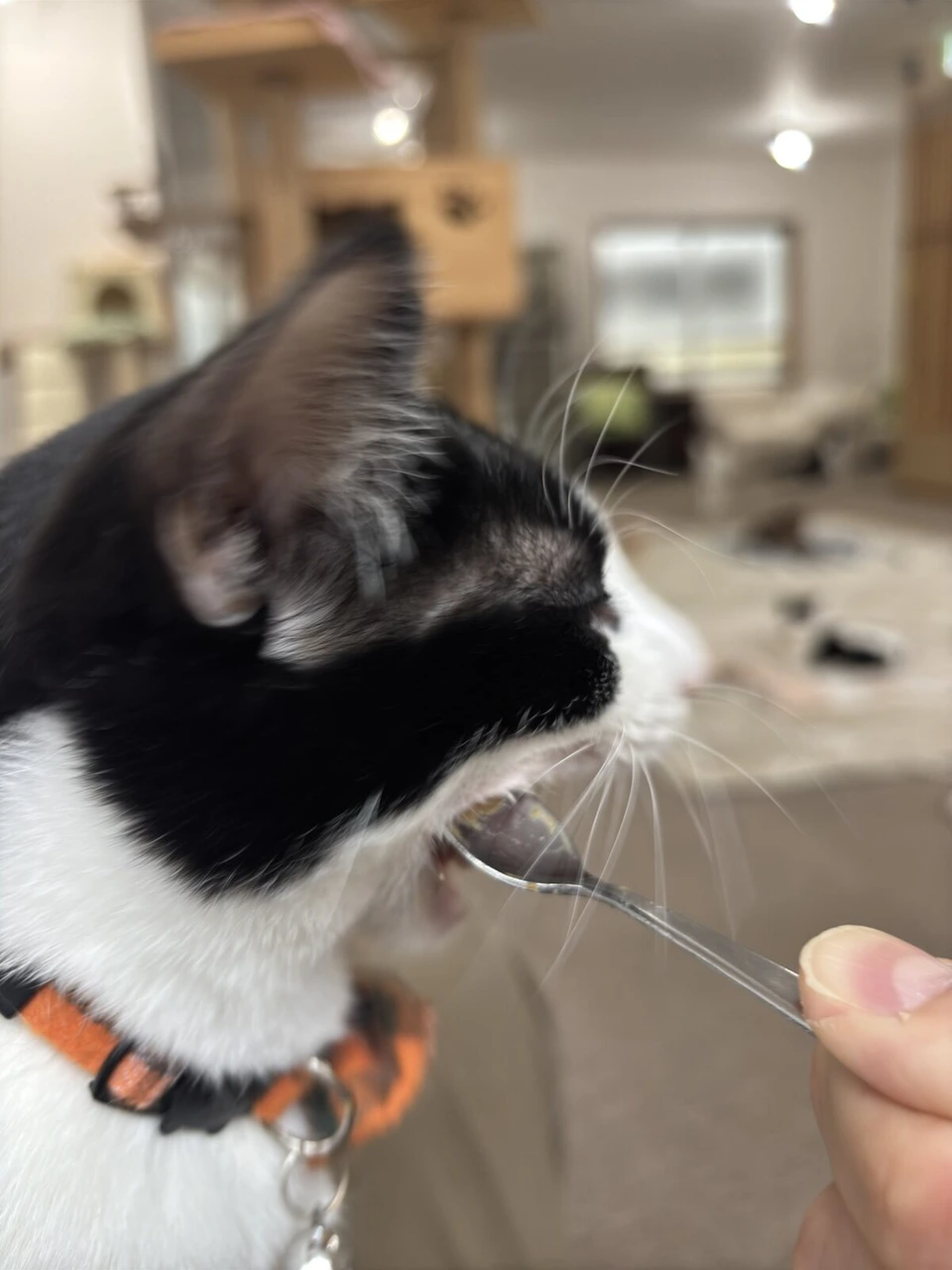 オレンジの首輪の白黒の猫が、スプーンのおやつを口を開けて食べるところ