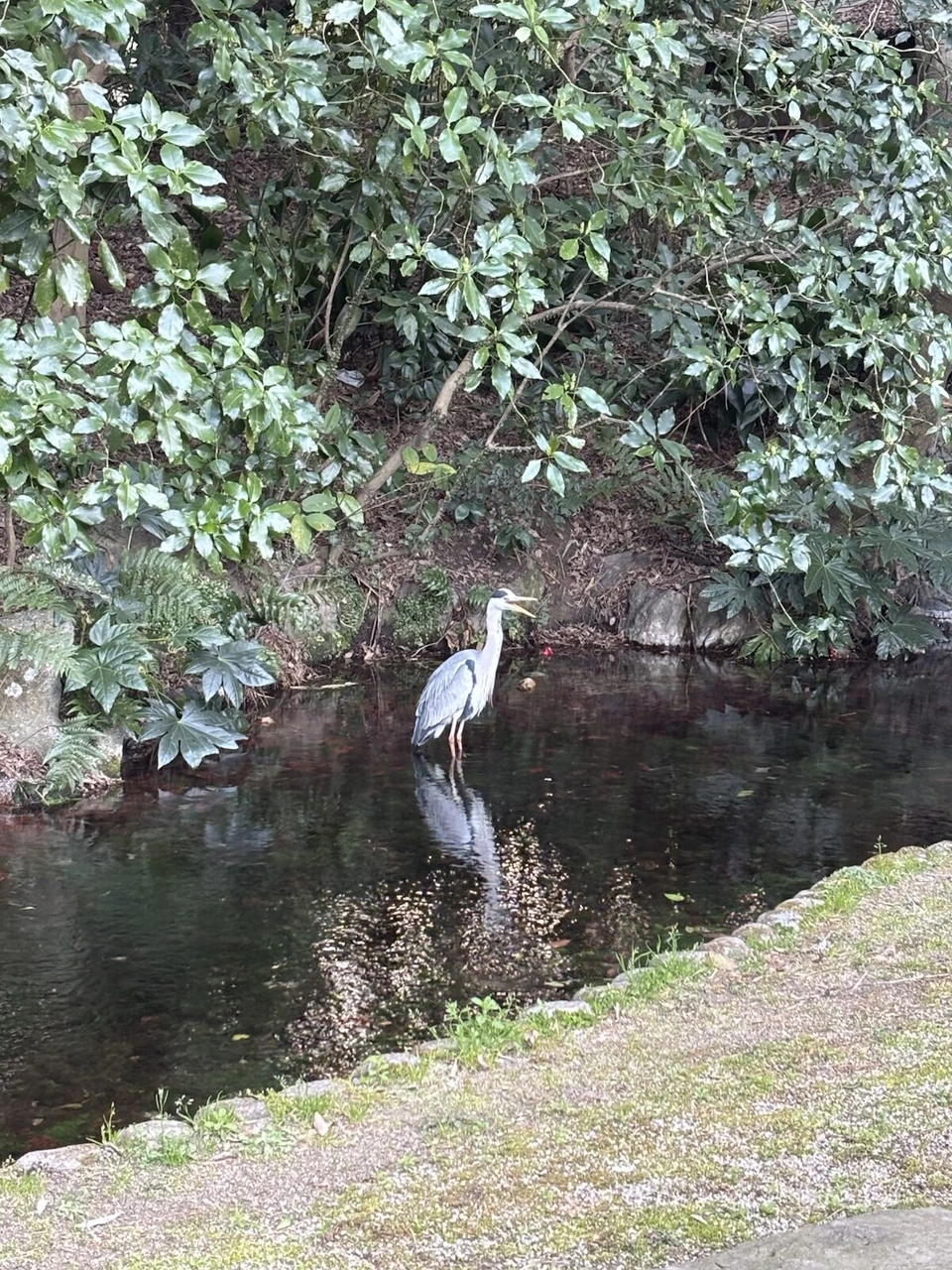 栗林公園の池のほとりに立つサギ。後ろに緑の茂み