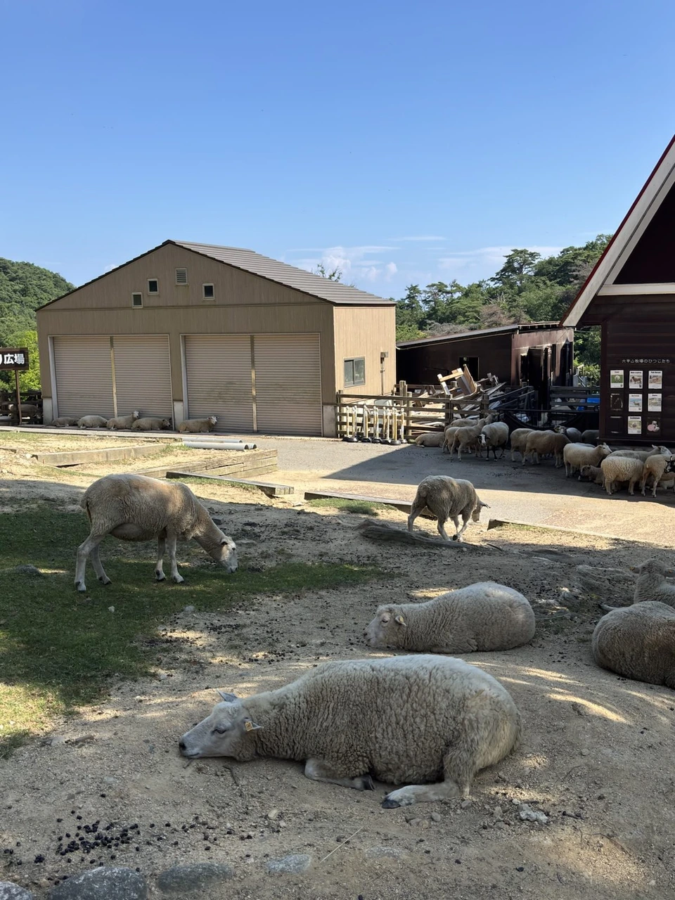 六甲山牧場の広場で日陰に寝そべる羊たち。手前の羊は目を閉じて地面にあごをつけ、左では1頭が草を食べている。奥の小屋の前にも羊が集まる