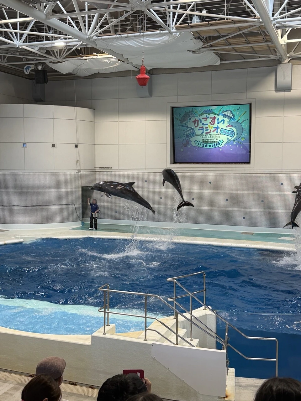 いおワールドかごしま水族館のステージのトレーナーの前を跳ぶ2頭のイルカ