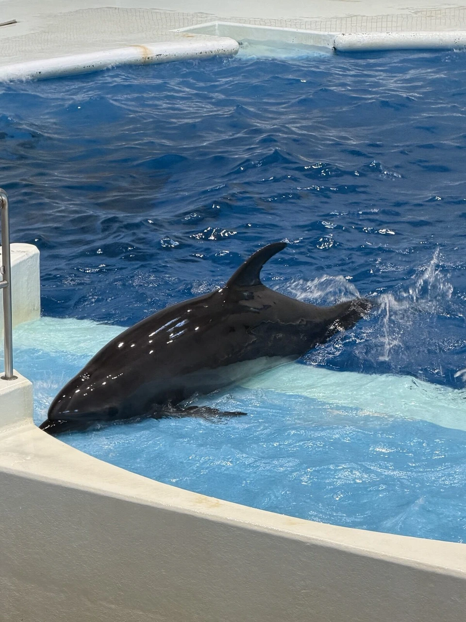 いおワールドかごしま水族館のイルカプールの縁に乗り上げて、客席に水をはね上げるイルカ