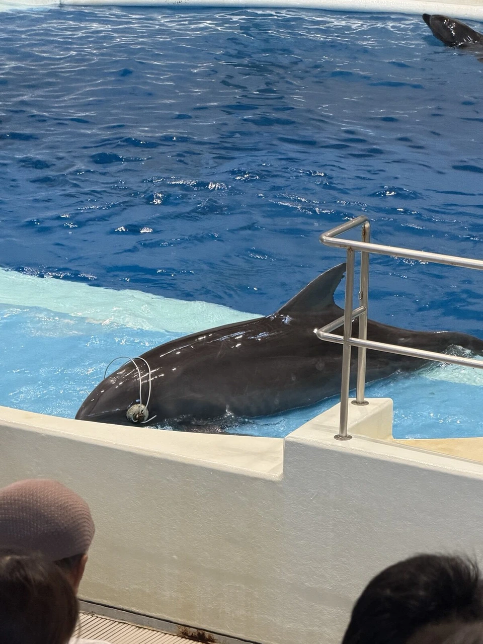 いおワールドかごしま水族館のイルカプールの縁に乗り上げたイルカのアップ
