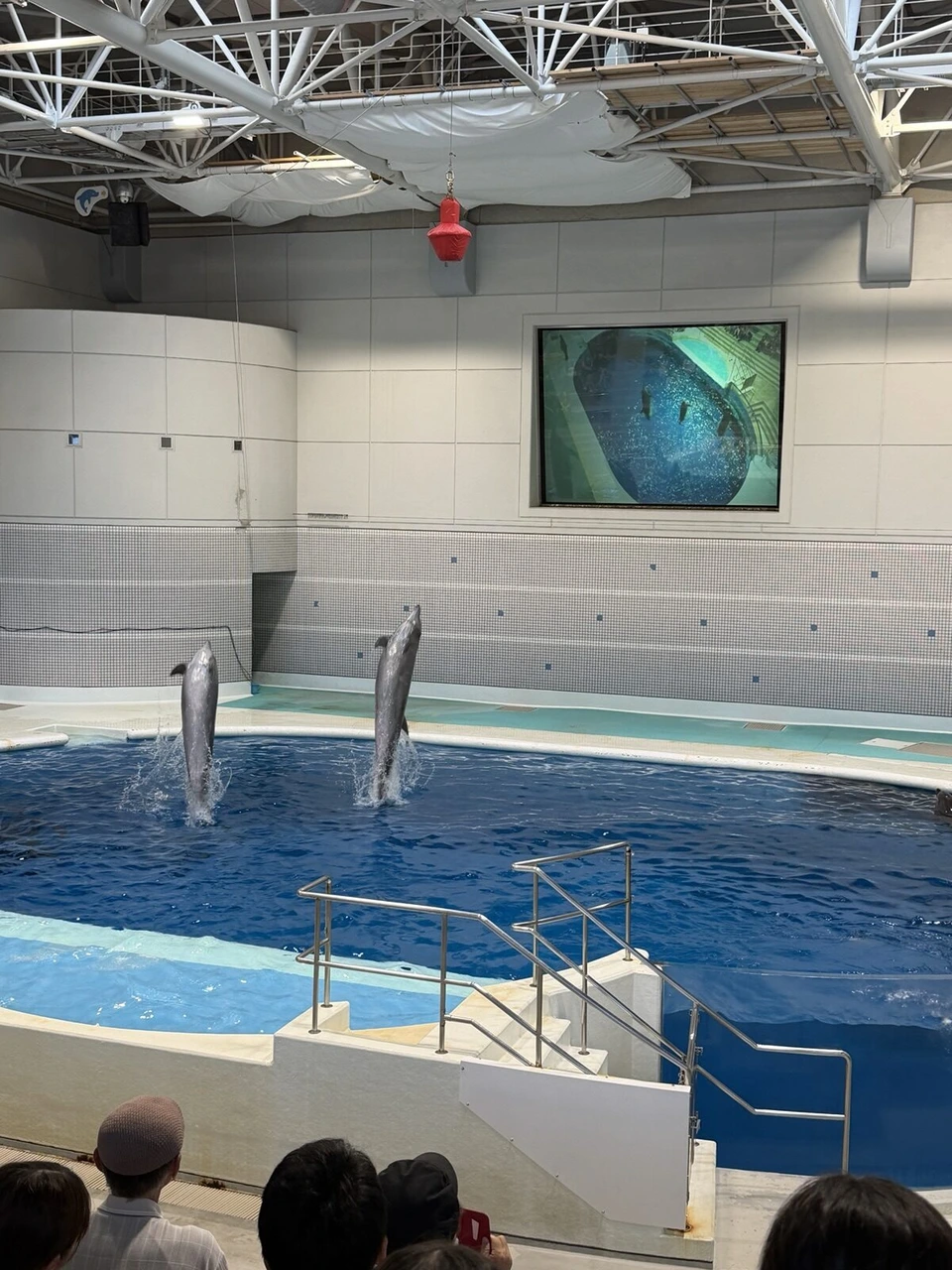 いおワールドかごしま水族館の屋根付きイルカプール。2頭のイルカが水面から垂直に立ち上がっている