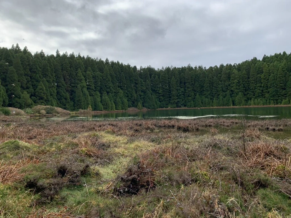 杉の森を背にしたカナリオ湖と手前の草地