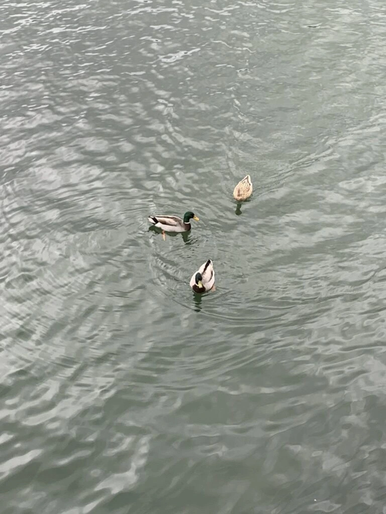 セテ・シダーデスの湖面を泳ぐカモ