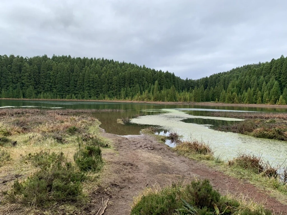 森に囲まれたカナリオ湖と、水面に広がる水草