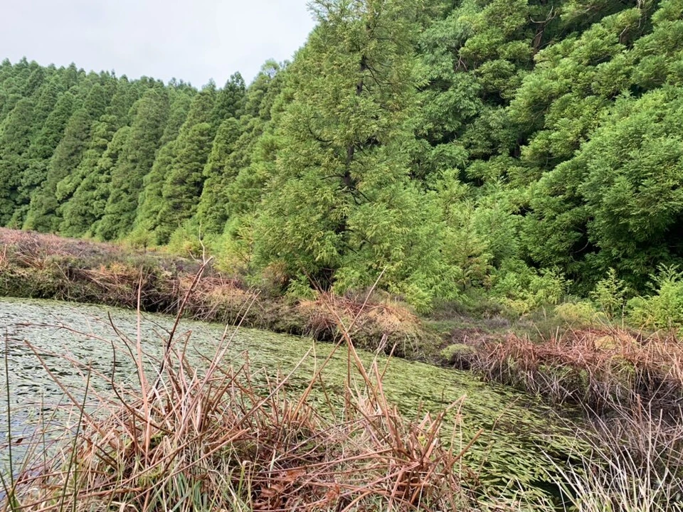 カナリオ湖の岸の赤茶色の草と水草