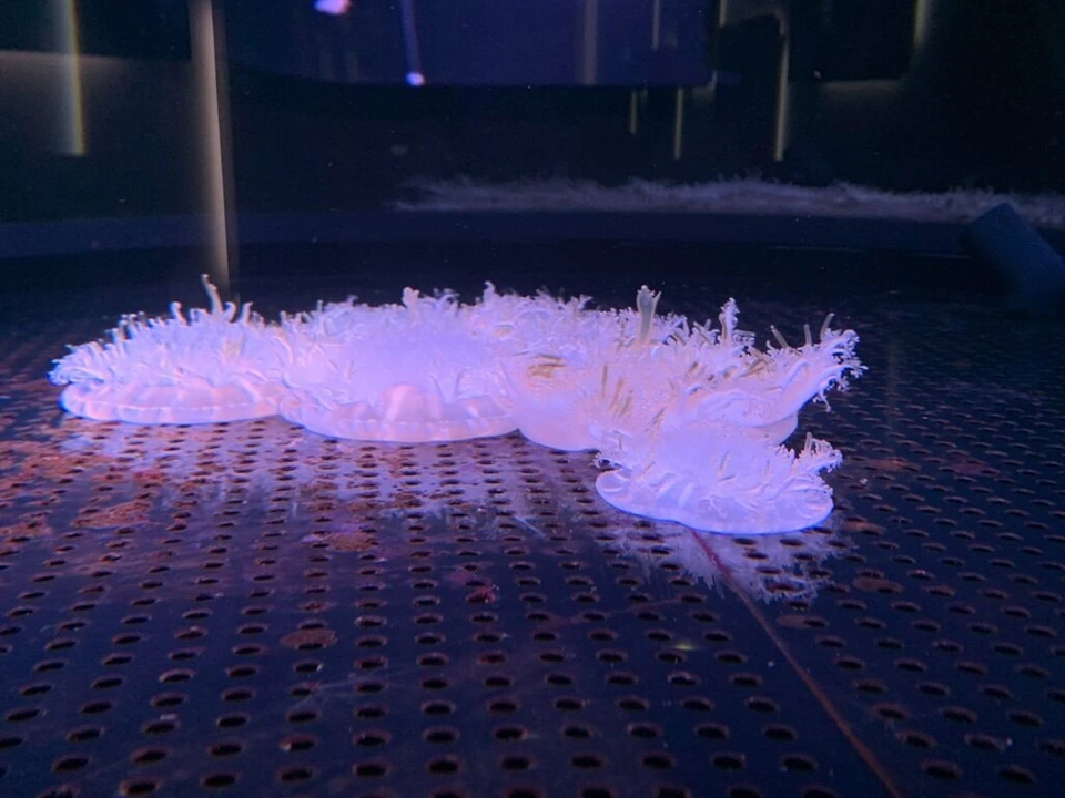 暗い水槽の中で、紫の照明に照らされて光るイソギンチャク