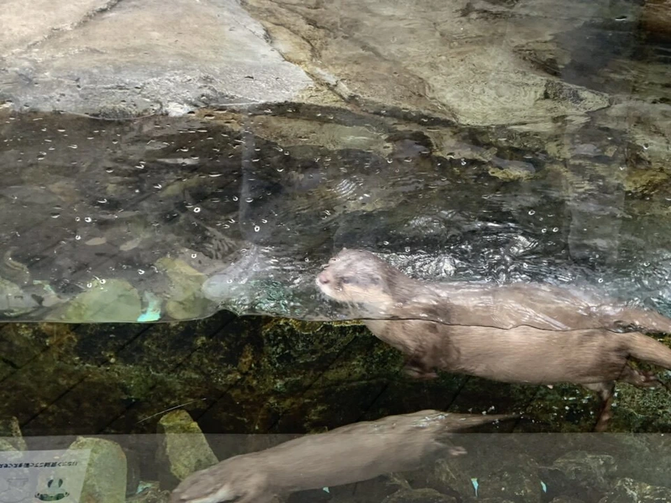四国水族館のカワウソの水槽で、水の中を泳ぐカワウソ