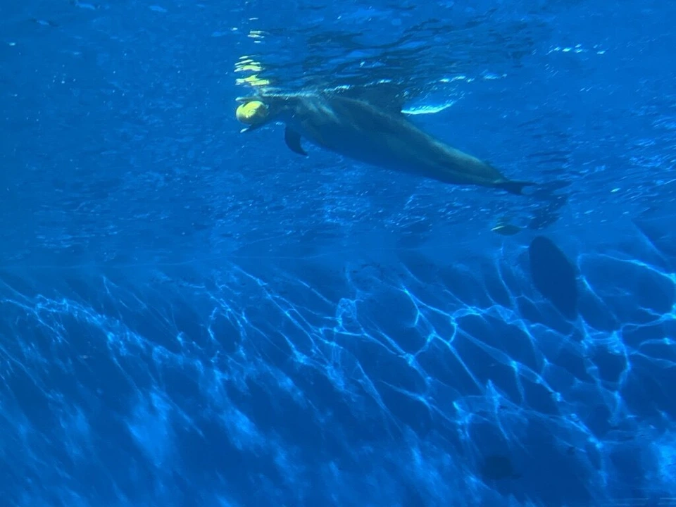 四国水族館のイルカの水槽の青い水中を泳ぐイルカ