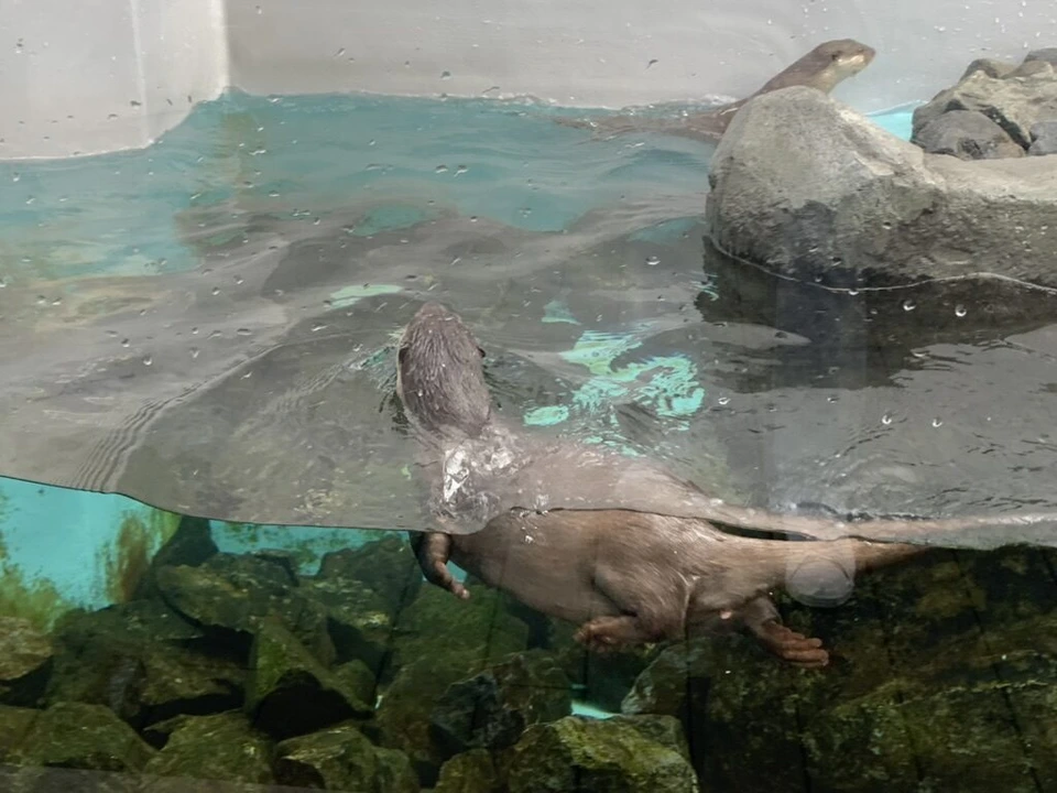 水面から顔を出して泳ぐカワウソと岩の上のカワウソ