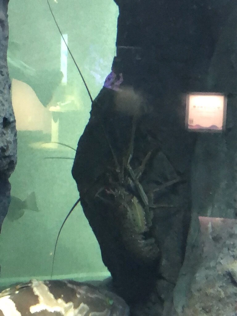 四国水族館の水槽の岩の割れ目にいる長い触角のエビ