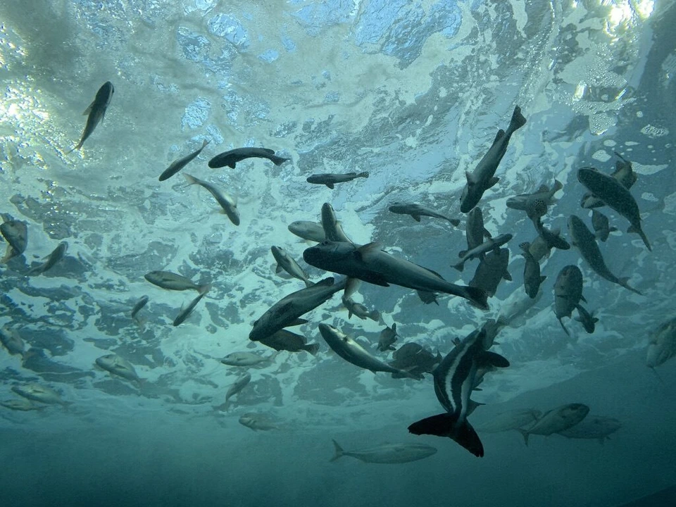 水面を見上げた水槽。たくさんの魚が群れで泳いでいる