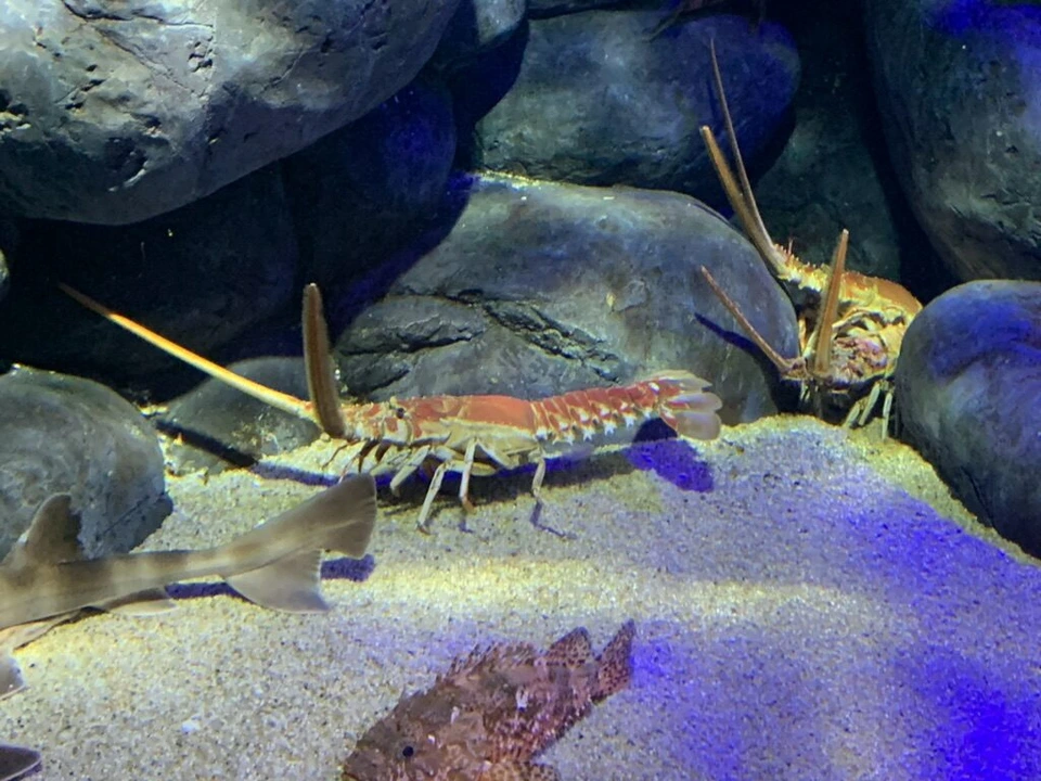四国水族館の水槽で砂の上にいるイセエビと小さなサメ