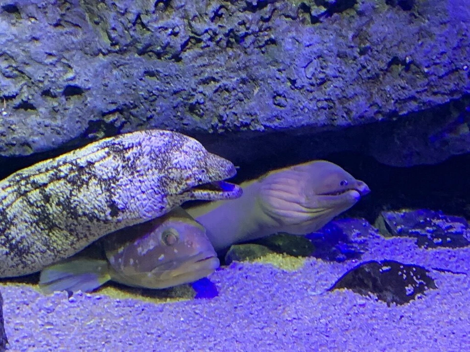 四国水族館の水槽の岩の下にいる2匹の大きなウツボ