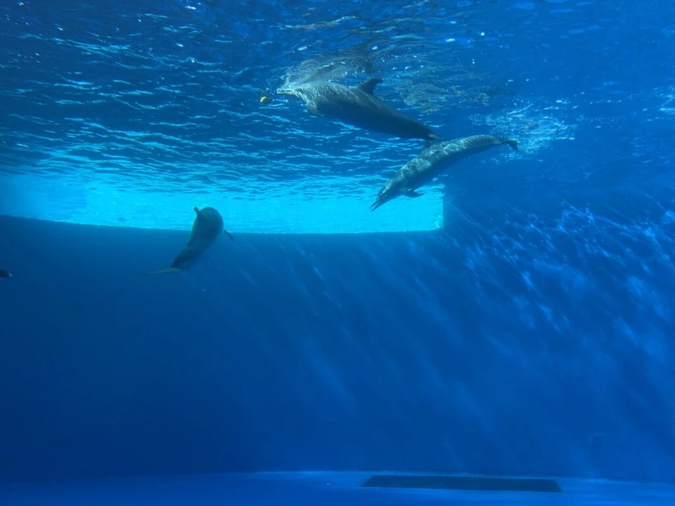 四国水族館のイルカの水槽で、光る水面の下を泳ぐ2頭のイルカ