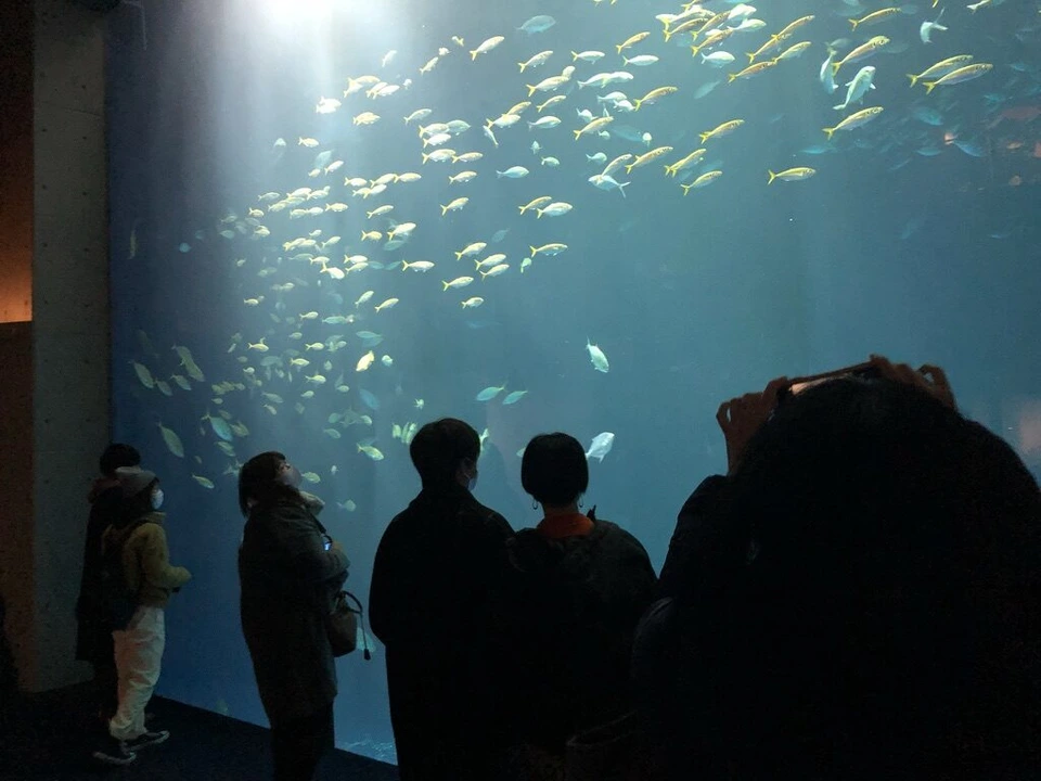 四国水族館の大水槽の前に立つ人のシルエットと、上の方を泳ぐ魚の群れ