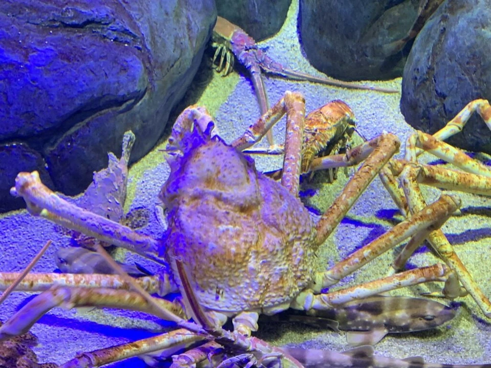 四国水族館の水槽で岩の間にいる大きなタカアシガニ