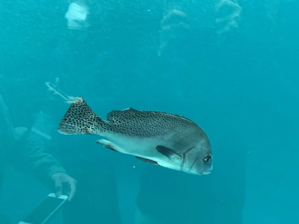 四国水族館の水色の水槽を泳ぐ、黒い斑点のある大きな魚