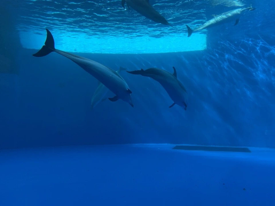 水槽の底近くを並んで泳ぐ2頭のイルカと、上を泳ぐイルカ