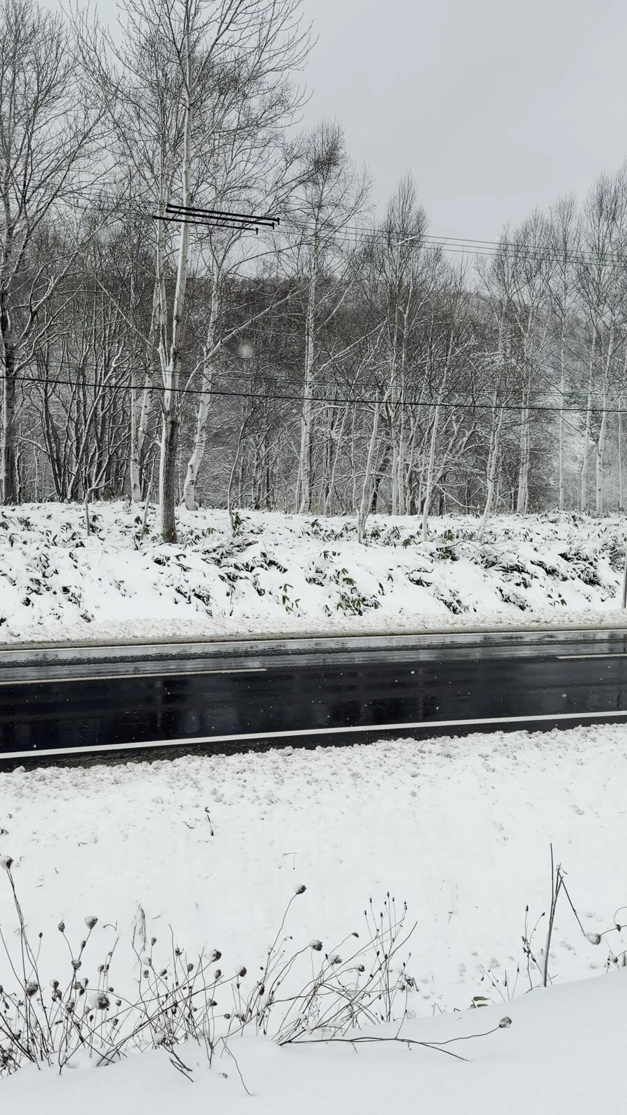 雪に覆われた道の脇と白樺の林の間を通る、濡れて黒く見える国道の路面