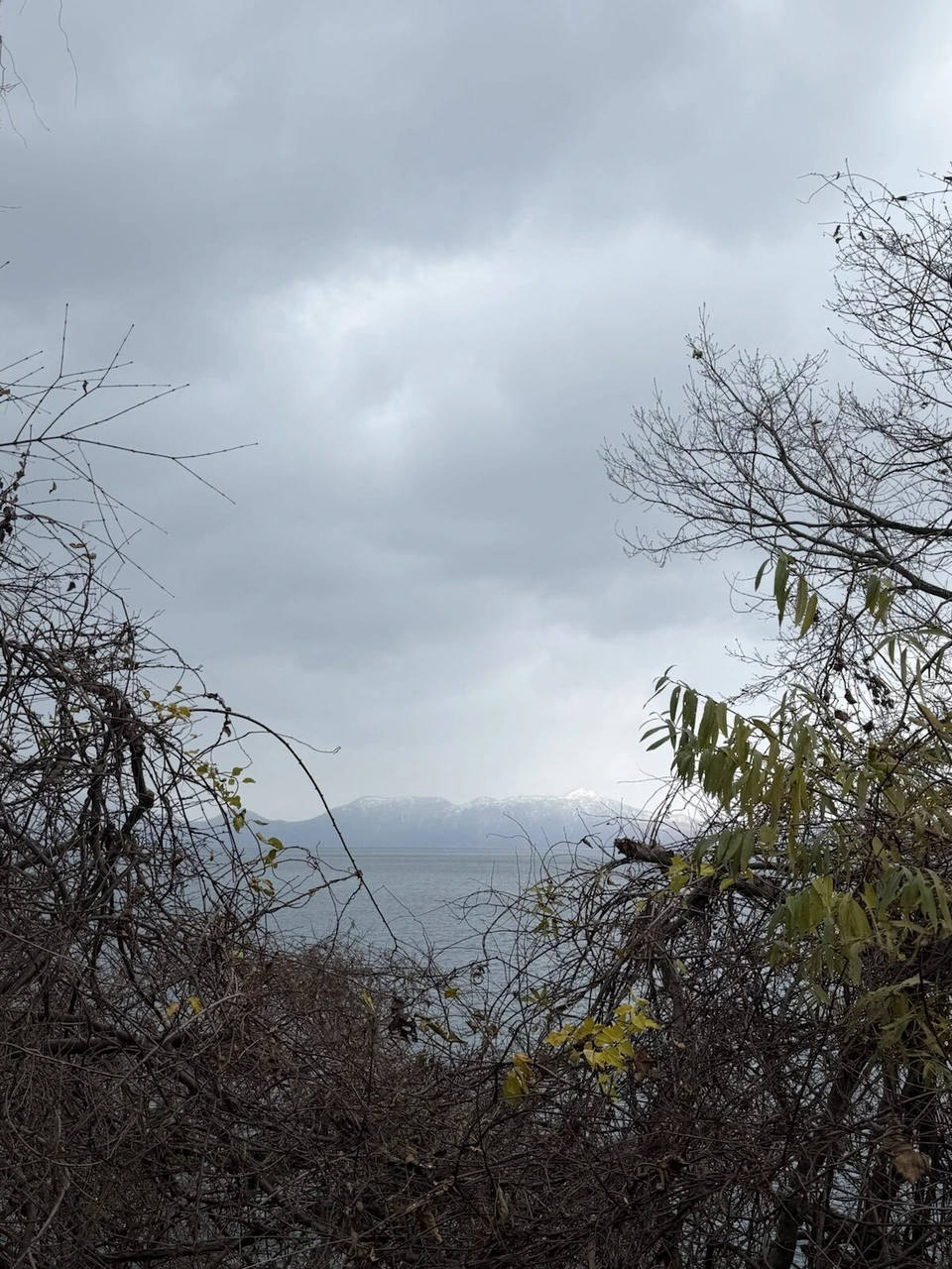 11月の支笏湖南岸から、枝の間に見た曇り空の支笏湖と雪の山