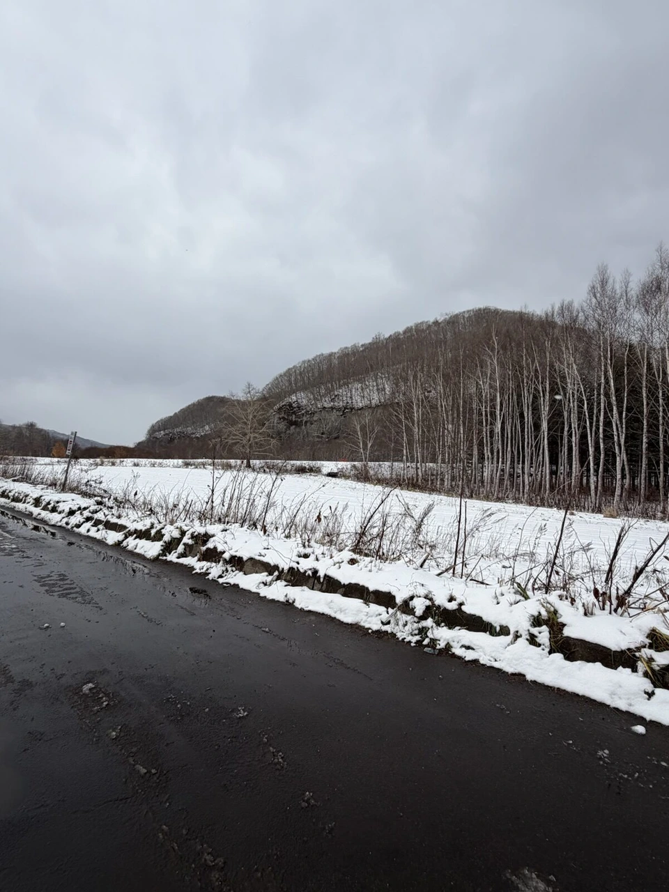 喜茂別の手前、雪に覆われた畑と白樺の林、その奥の岩の多い山