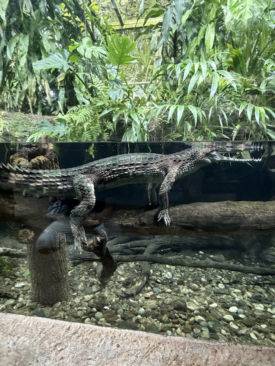 シンガポール動物園の水槽のガラス越しに見たワニ