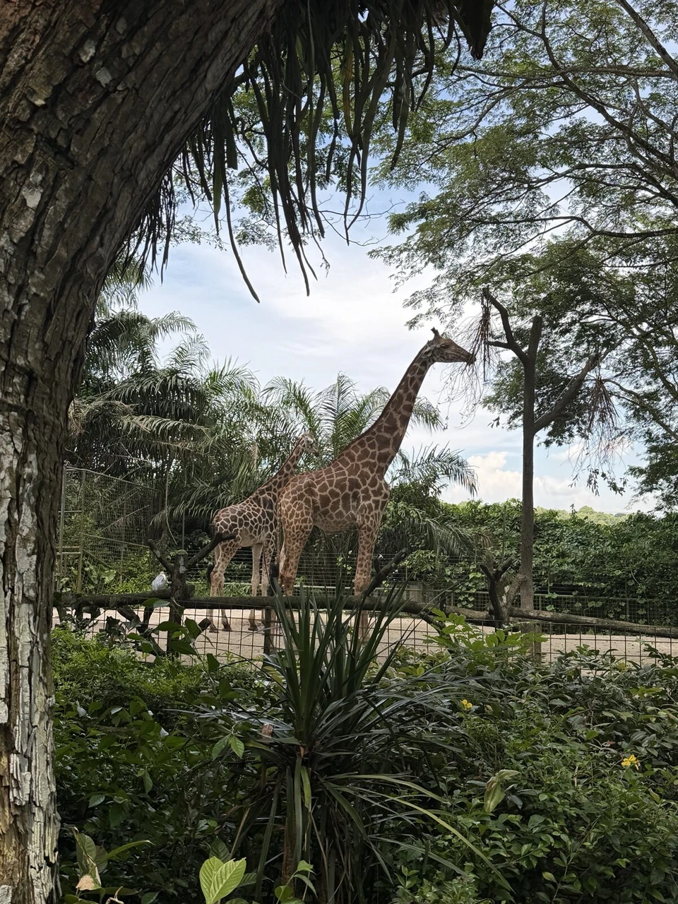 シンガポール動物園の木の向こうに見えるキリン