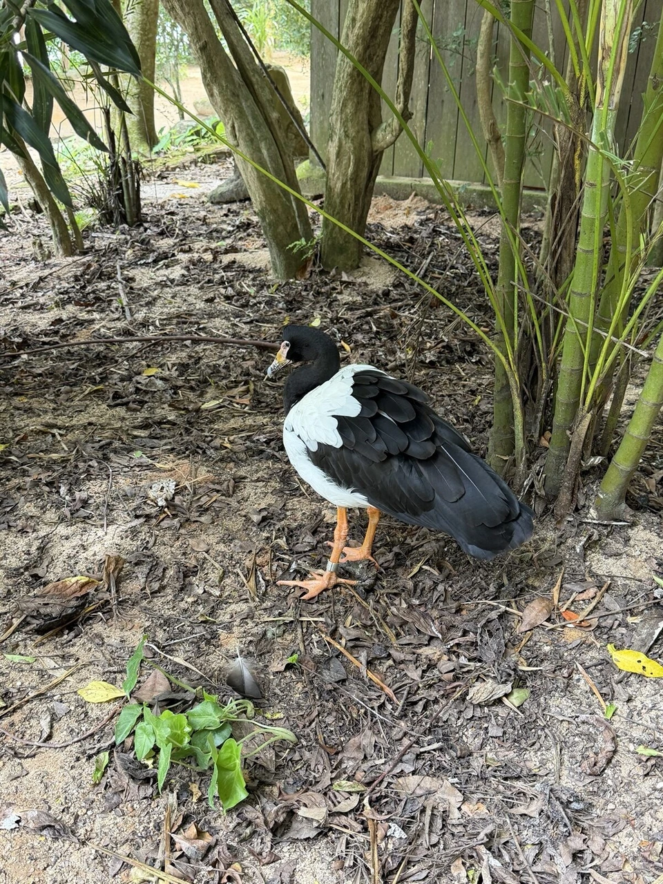 シンガポール動物園の茂みにいる白と黒の鳥