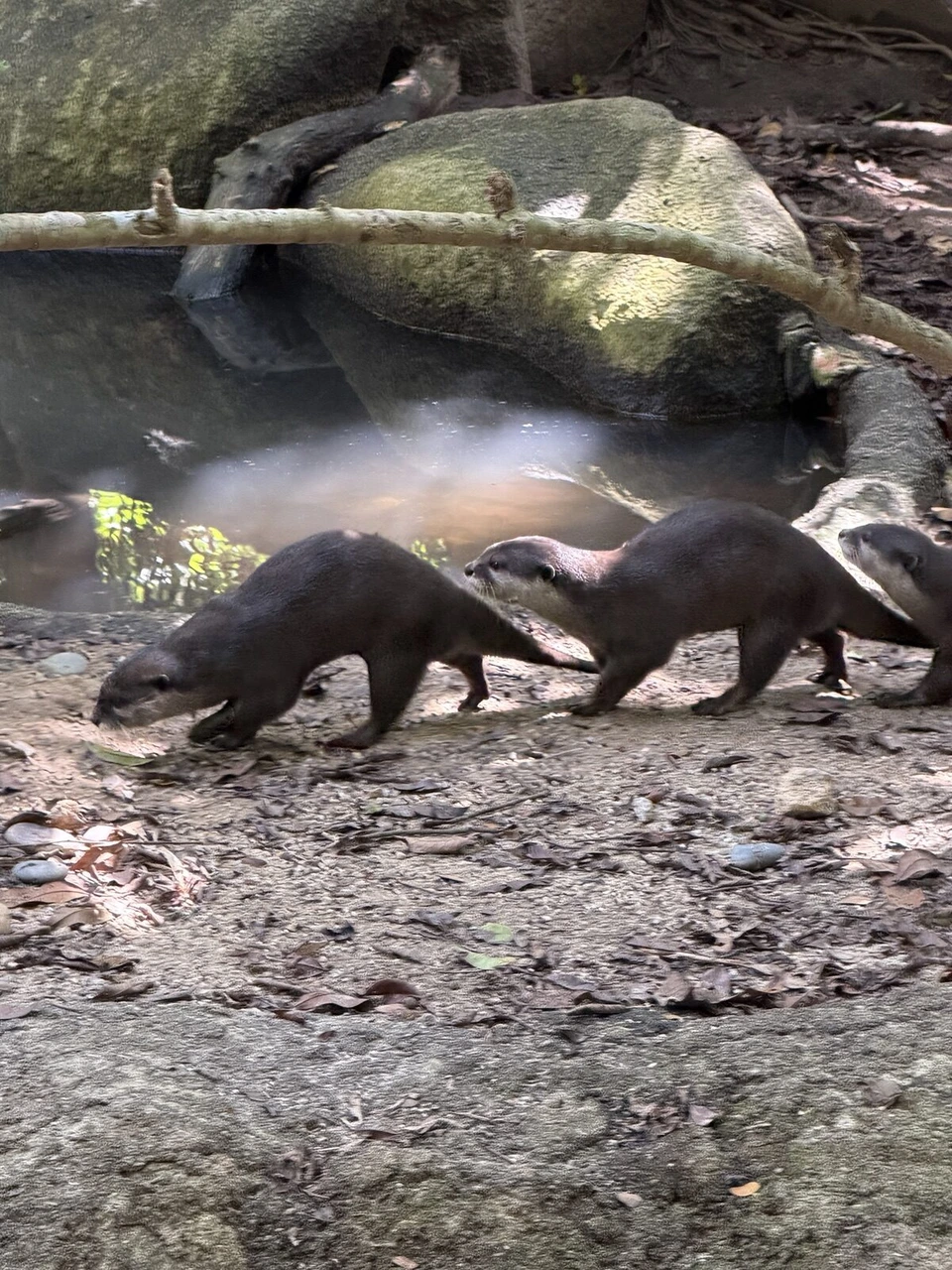 シンガポール動物園の岩場を歩くカワウソ