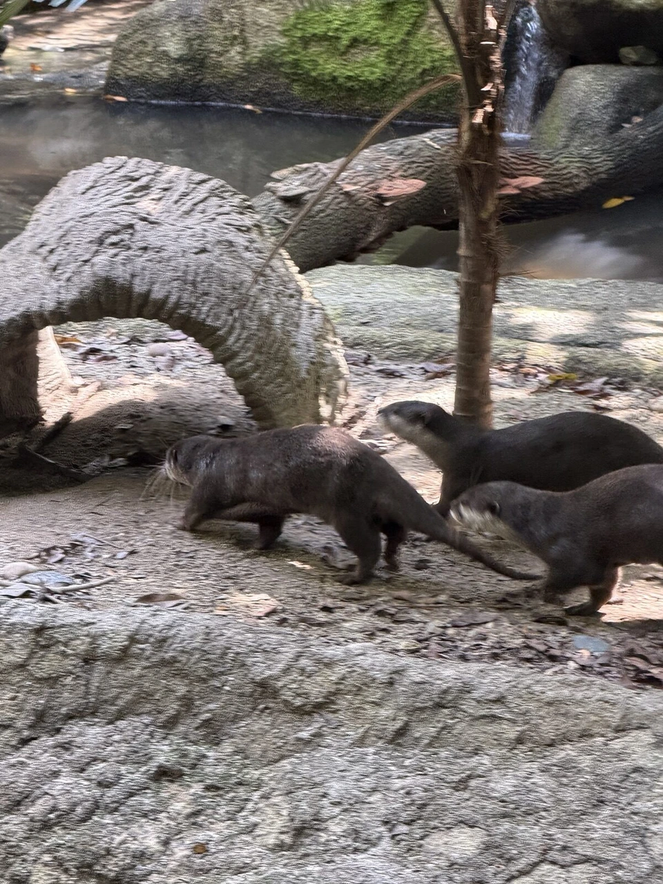 シンガポール動物園の岩のアーチの下を並んで歩く3匹のカワウソ