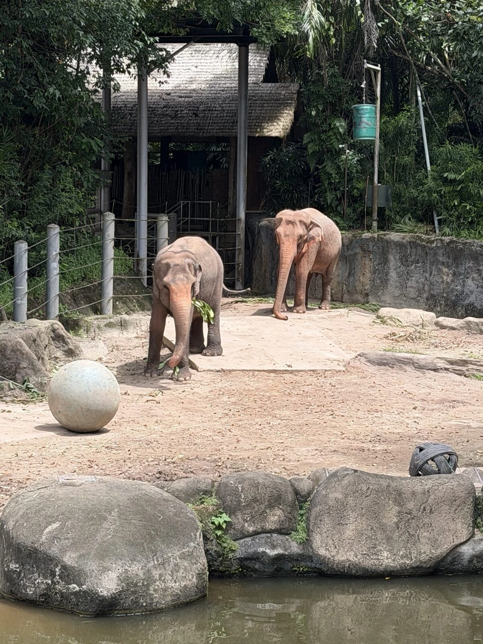 シンガポール動物園のボールのある運動場に立つ2頭のゾウ