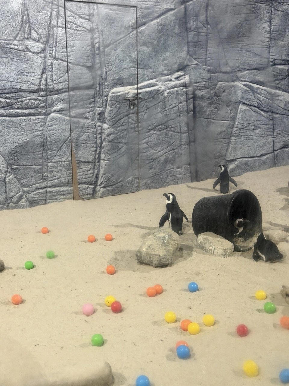 シンガポール動物園のカラフルなボールが転がる砂の上のペンギン