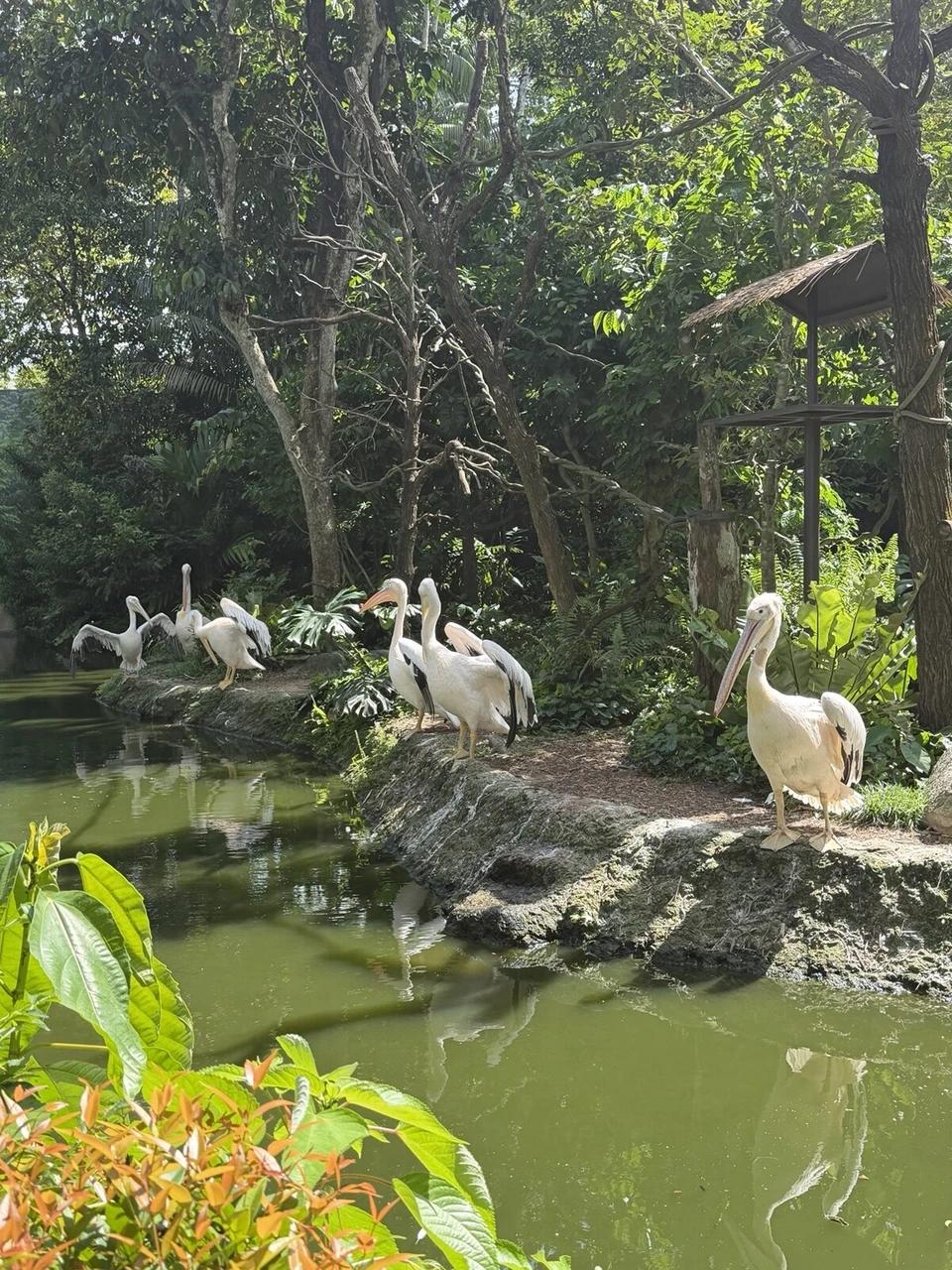 シンガポール動物園の池のほとりに集まるペリカン