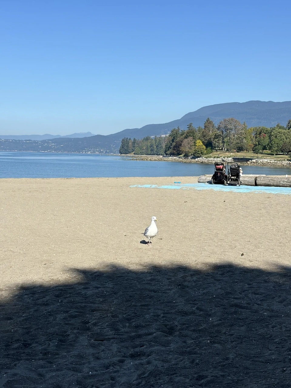晴れた朝のバンクーバーの砂浜。カモメが1羽歩き、海の向こうに緑の岬と山並み