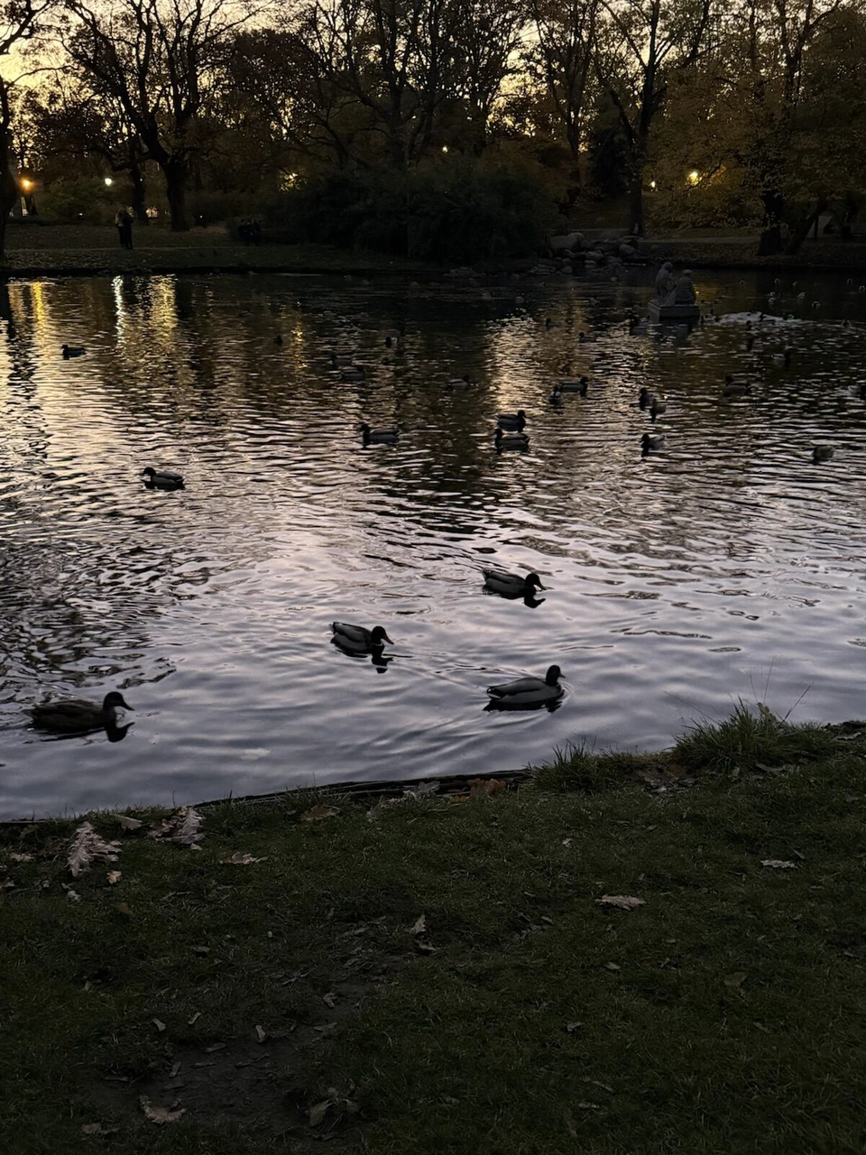 夕暮れのクラシンスキ庭園の池に浮かぶカモたち