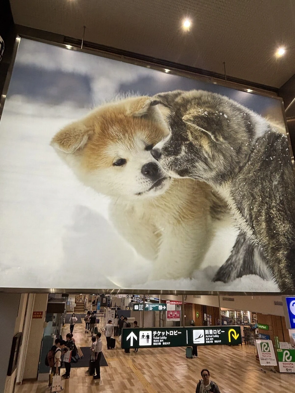 秋田空港の到着ロビーの大きな秋田犬の写真パネル