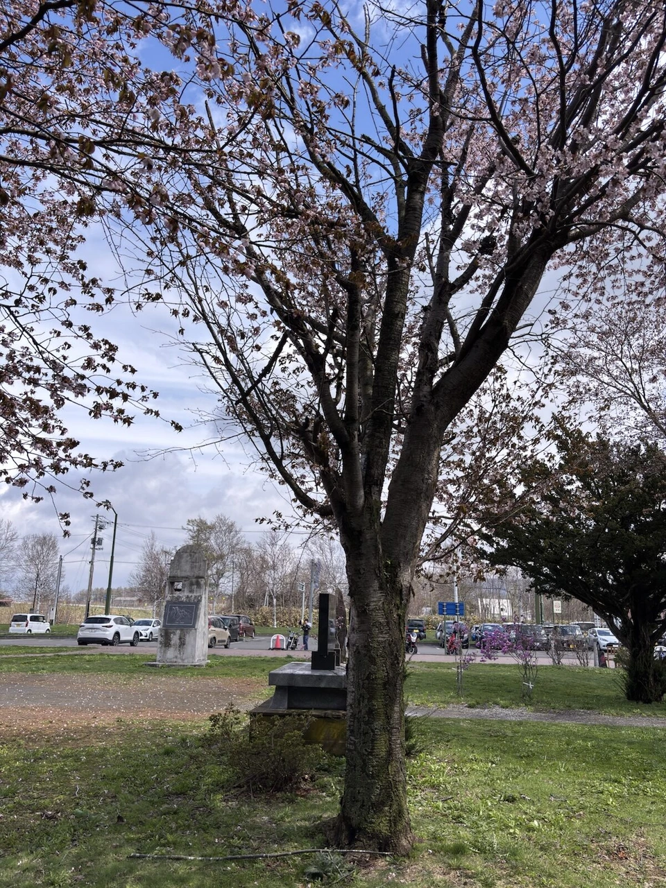 道の駅マオイの丘公園の駐車場わきで咲く桜と青空