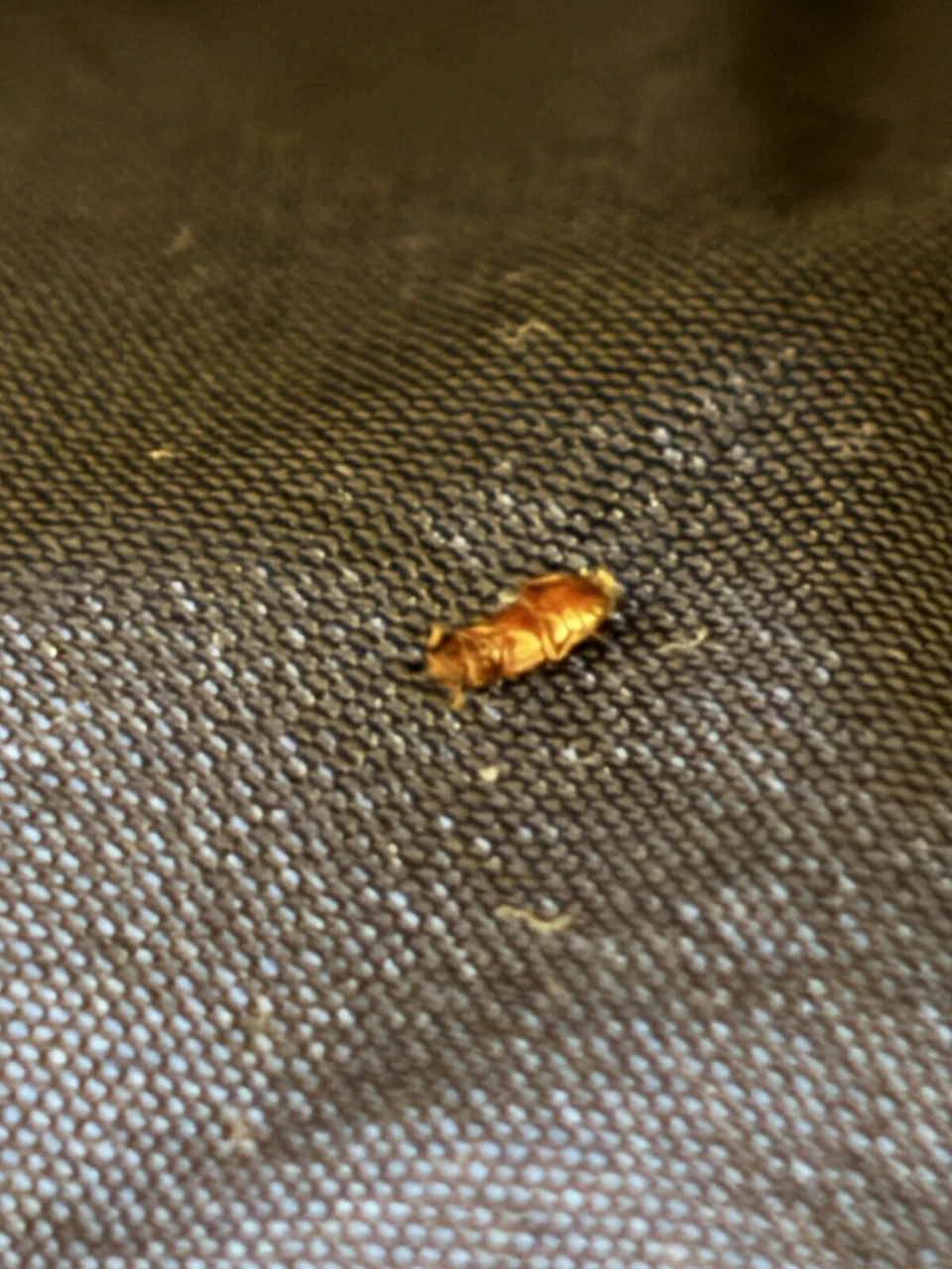 部屋の布の上にいた、小さな茶色の虫
