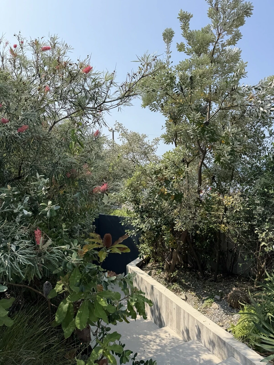赤い花の咲く木と植栽の間を下っていく庭の小道