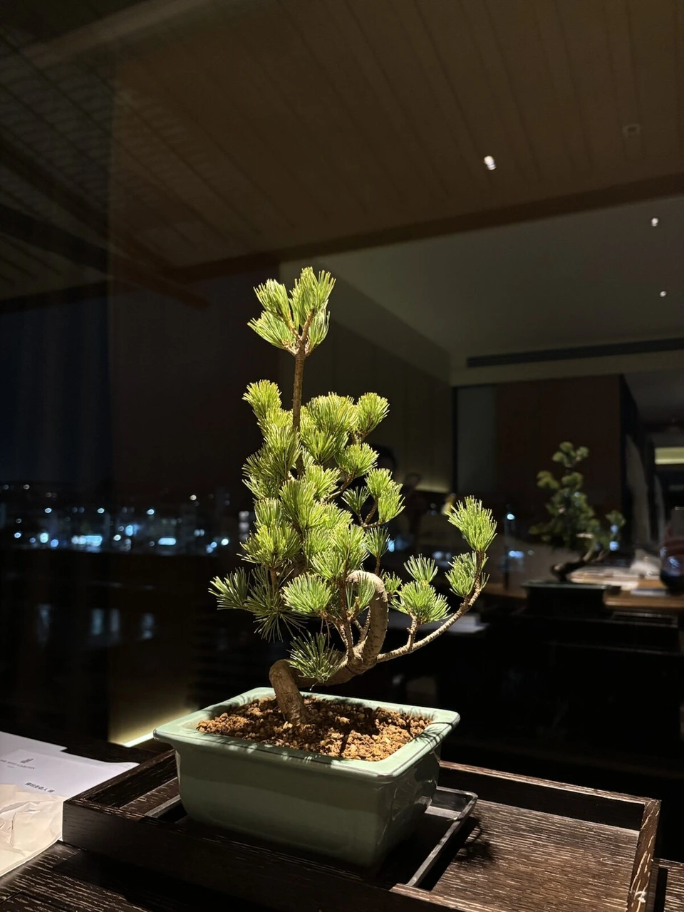 窓際に置かれた松の盆栽。ガラスに夜景が映る