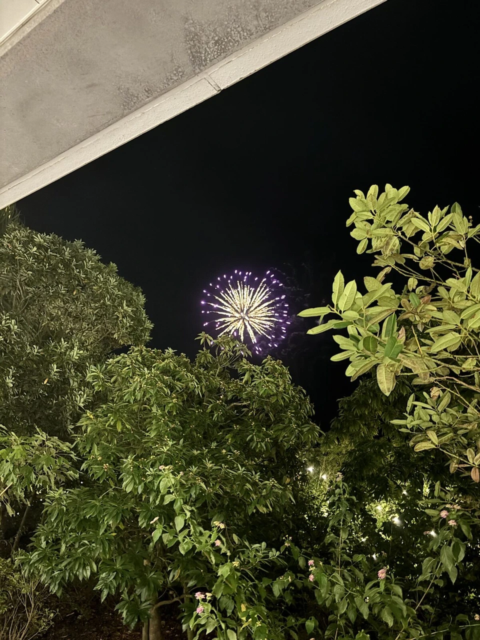 木々の上に上がった紫色の花火