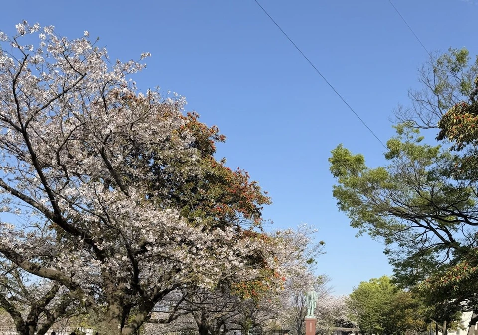 シェラトン鹿児島近くの甲突川沿いの公園の桜と青空