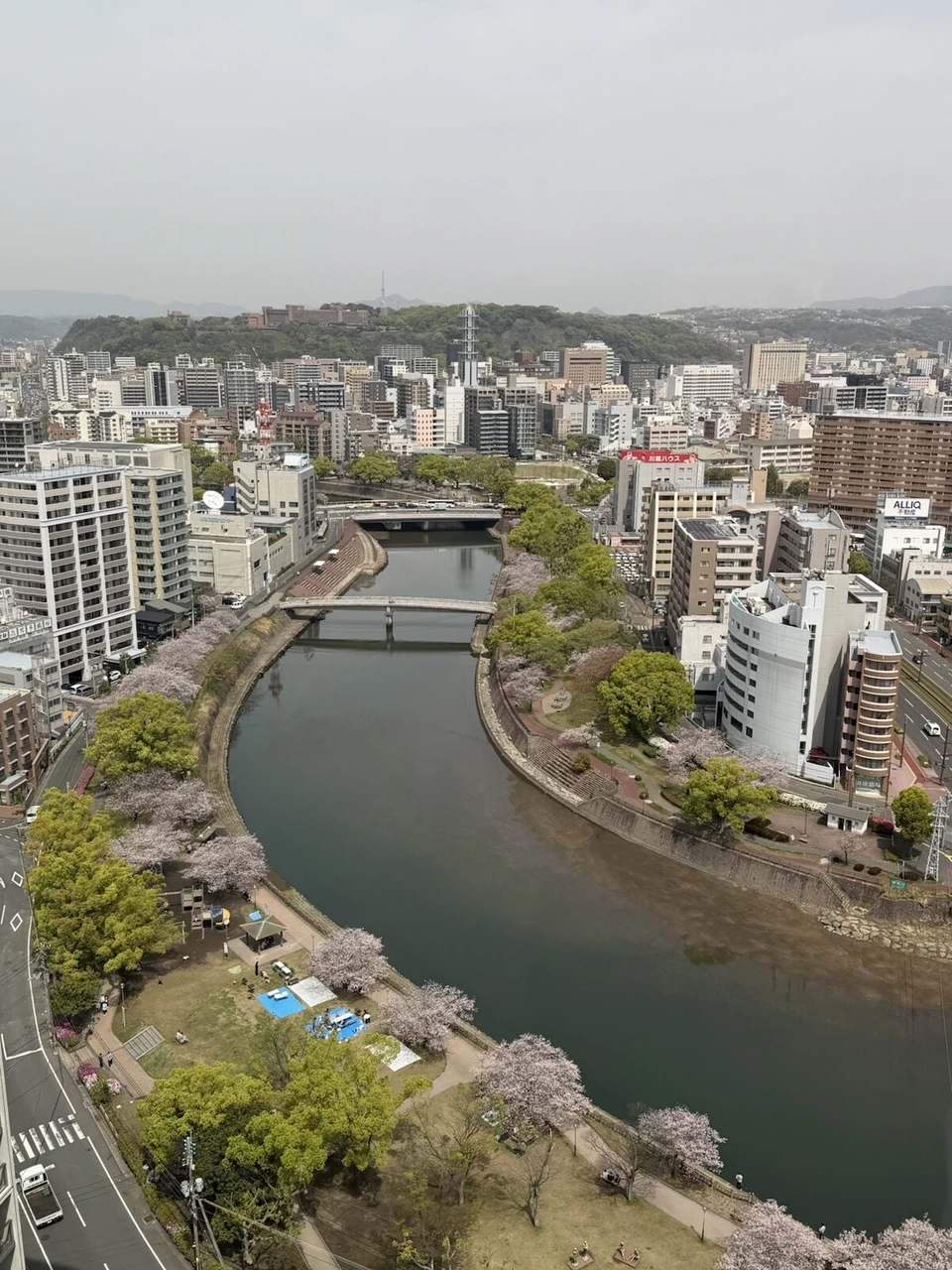 桜島スイートから見下ろした甲突川と川沿いの桜並木、奥に城山
