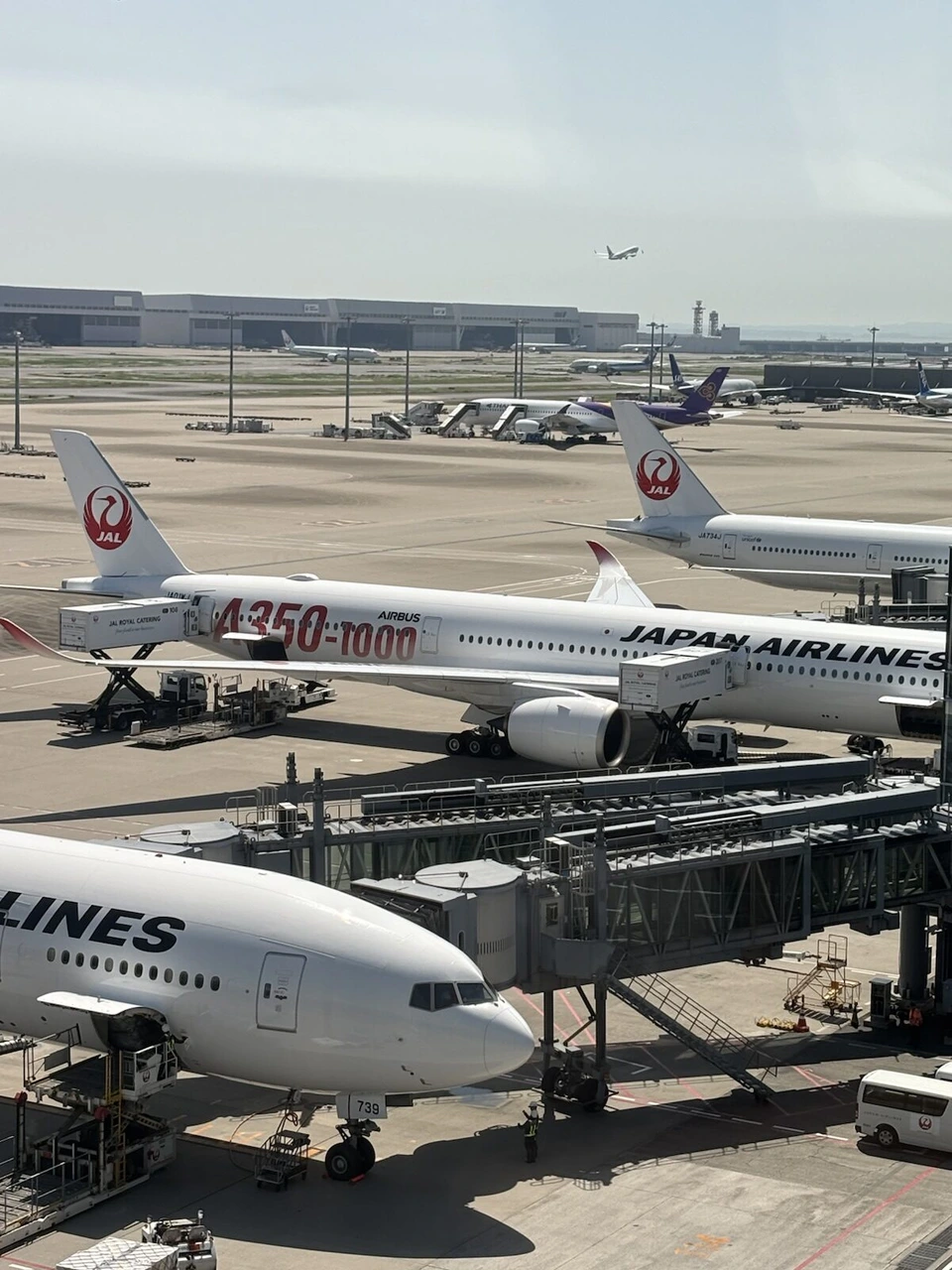 羽田空港の搭乗橋につながるJALの機体と、奥に並ぶJALのA350