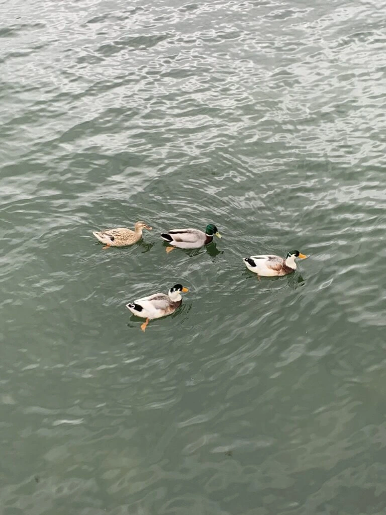 セテ・シダーデスの湖面を泳ぐカモ